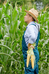 Middle age Farmer inspecting maize at field