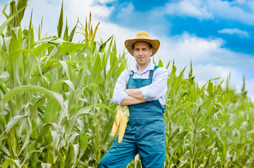 Happy smiling satisfied middle age farmer hold fresh organic corn cobs in his hands. Harvest care concept