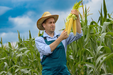 Middle age Farmer hold fresh organic corn cobs in his hands. Harvest care concept