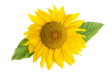 Sunflower Head With Leaf Isolated On White Background