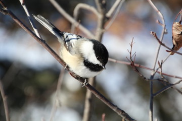 Chickadee On A Branch, Whitemud Park, Edmonton, Alberta