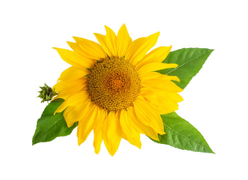 Sunflower yellow flower head with leafs isolated on white