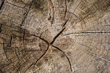 Closeup of Sliced Wood