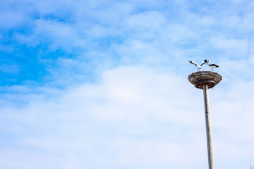 cranes in the nest against the blue sky