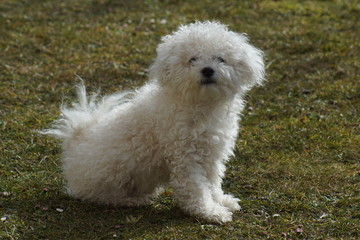hund, haustier, tier, weiß, hübsch, portrait, flaumig, süss, säugetier, einheimisch, haar,...