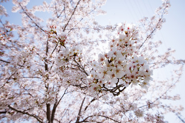 cherry blossoms