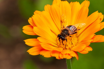 Calendula officinalis, marigold in a herb garden in a sunlight  with honey bee