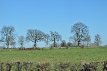 ligne d'arbres en fin d'hiver