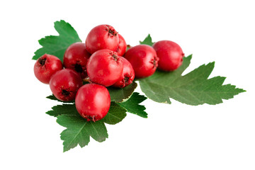 hawthorn haws or berries with leaves isolated on white - obrazy, fototapety, plakaty