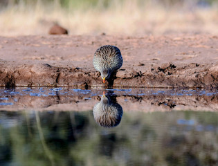 Obraz premium bird by water
