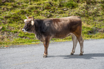 Lonely bull on the roadside of the Kaunertal Glacier Road in Tyrol, Austria.