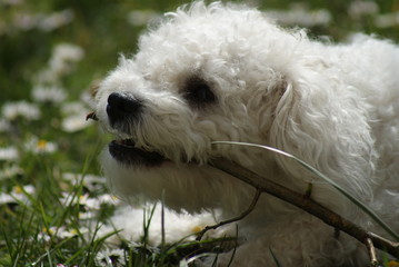 hund, haustier, tier, wei&szlig;, h&uuml;bsch, portrait, flaumig, s&uuml;ss, s&auml;ugetier, einheimisch, haar, gering, reinrassig, gewellt, komisch, freund, Bologneser, buddy