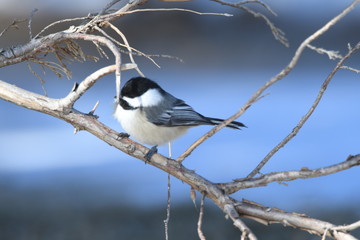 Naklejka premium Chickadee's 
