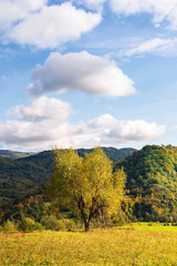 Fototapeta premium tree on the rural field in mountains. beautiful countryside scenery in early autumn. simple vertical composition. sunny evening with fluffy clouds on a blue sky