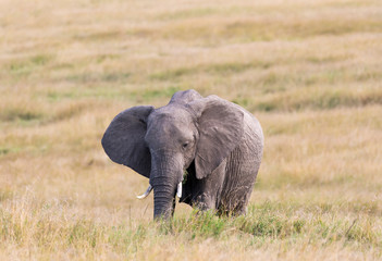 Naklejka na ściany i meble A lone elephant grazing in the savannah of Masai mara national reserve during a wildlife safari