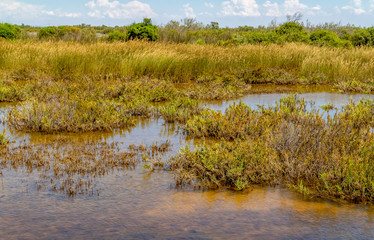 Camargue in France