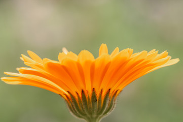 Artistic Calendula officinalis, marigold in a herb garden in a sunlight