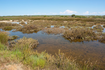 Camargue in France