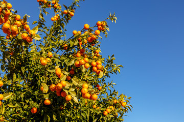 Tangerines grow on a tree against the blue sky