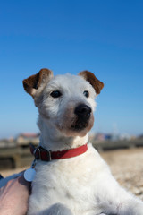 Jack Russell Terrier Cross Fox Terrier on beach