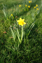 jonquilles