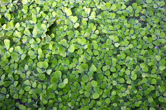 Pistia Stratiotes aquatic plant covering water background