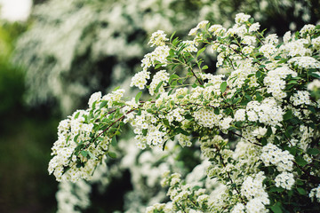 Wonderful spring. background white flowers spirea closeup.