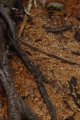 Pó de serragem de árvore