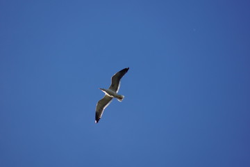 Obraz premium bird, baum, natur, ast, tier, wild lebende tiere, winter, bird, himmel, schnabel, wild, blau, gering, black, frühling, weiß, wald, fauna, feather