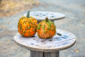 warty pumpkins. Bright yellow knucklehead pumpkins in the garden