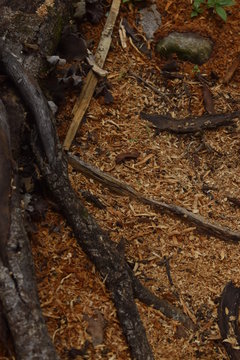 P&oacute; de serragem de &aacute;rvore 