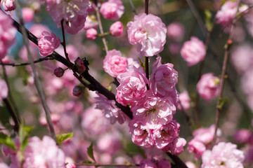 Pink flowering bush in spring  Sakura like shrub blossoms in spring with pink flowers