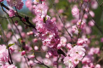 Pink flowering bush in spring  Sakura like shrub blossoms in spring with pink flowers