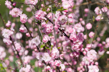 Fototapeta premium Pink flowering bush in spring Sakura like shrub blossoms in spring with pink flowers