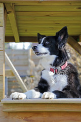 chien border Collie dans jardin
