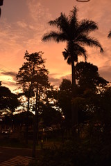 Obraz premium Céu laranja em Pôr-do-Sol e silhueta de árvore tropical