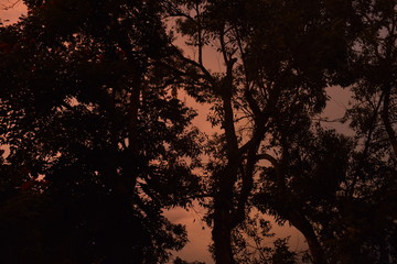 Céu laranja em Pôr-do-Sol e silhueta de árvore