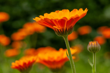 Calendula officinalis, marigold in a herb garden in a sunlight