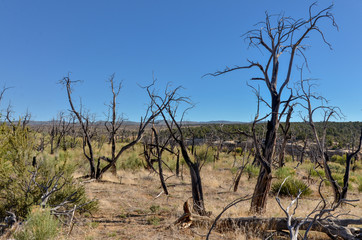 burnt trees at Long Mesa wildfire site near Cliff Canyon on Chapin Mesa in Mesa Verde National Park (Colorado)