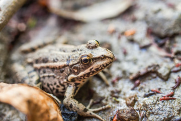green tree frog