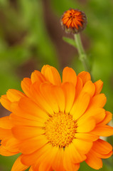 Calendula officinalis, marigold in a herb garden in a sunlight
