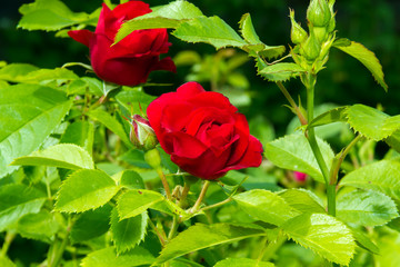 Beatiful red rose in summer garden
