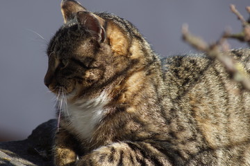 katze, tier, haustier, felino, kätzchen, hübsch, fell, getigerte katze, einheimisch, auge, portrait, säugetier, haustier, katze, gesicht, tier, auge, bartel, schön, grau, kopf, weiß, katze, 