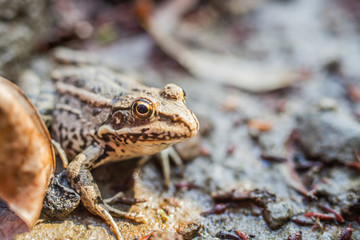green tree frog