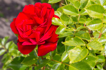 Beatiful red rose in summer garden