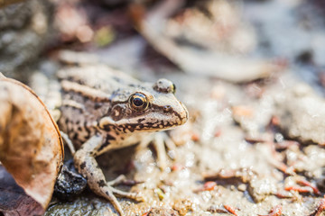 frog on rock