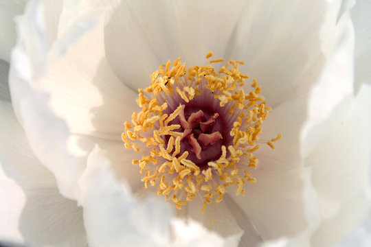 Flower's Heart