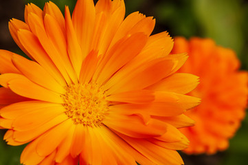Calendula officinalis, marigold in a herb garden in a sunlight