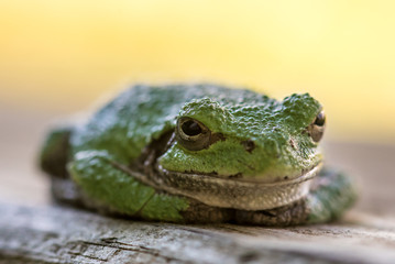 closeup of a frog 