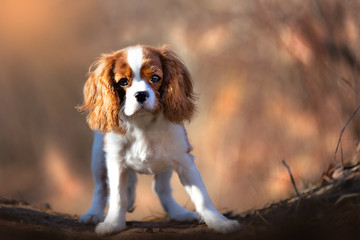 Cavalier King Charles Welpe Outdoor